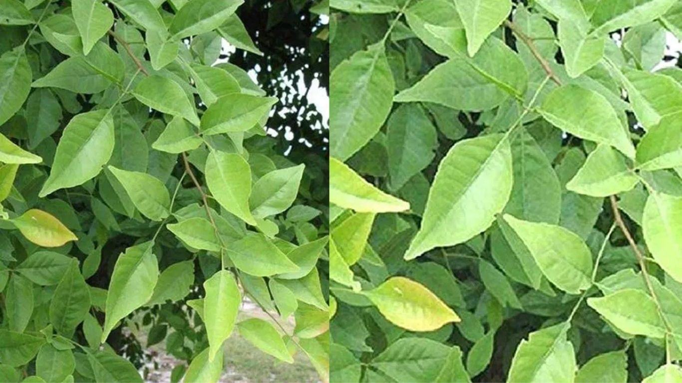 Health Tips: ఈ ఆకులను ప్రతి రోజు 2 తింటే ఆ సమస్యలన్నీ ఫసక్!